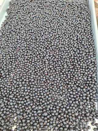 박덕남님의 기타작물 · 영농일지 작성글 사진