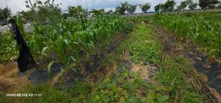 이장호님의 기타작물 · 영농일지 작성글 사진