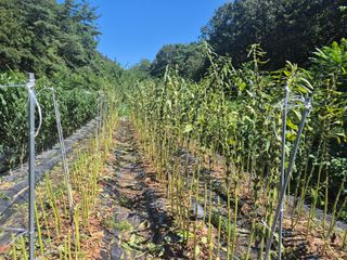 김종열님의 기타작물 · 영농일지 작성글 사진