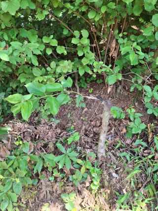 형남영님의 기타작물 · 영농일지 작성글 사진