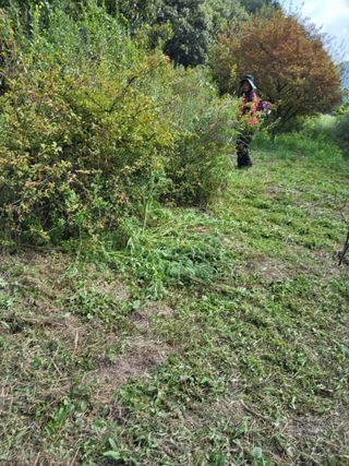 반봉현님의 매실 · 영농일지 작성글 사진