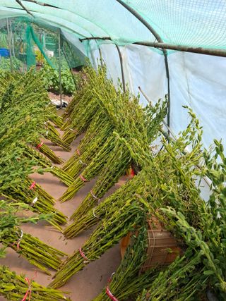 김한일(유랑자)님의 기타작물 · 영농일지 작성글 사진