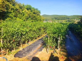 오이8898황산면님의 고추 · 영농일지 작성글 사진