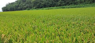 이복길님의 벼 · 영농일지 작성글 사진