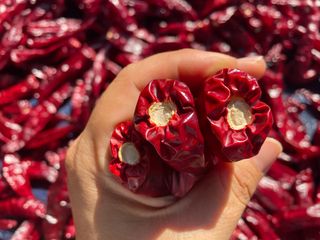 호동댁님의 고추 · 영농일지 작성글 사진