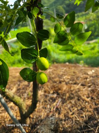 공주유구 구계박만호님의 기타작물 · 영농일지 작성글 사진