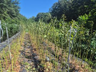 김종열님의 기타작물 · 영농일지 작성글 사진
