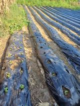 팜모닝 기타작물·영농일지 게시글 이미지