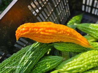 공주유구 구계박만호님의 기타작물 · 영농일지 작성글 사진