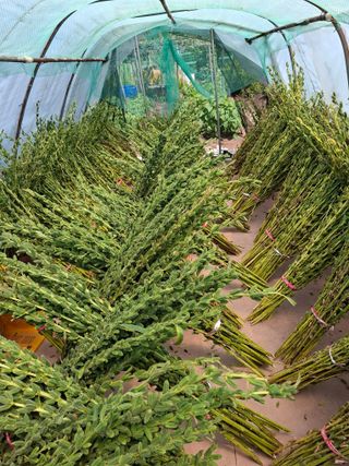 김한일(유랑자)님의 기타작물 · 영농일지 작성글 사진