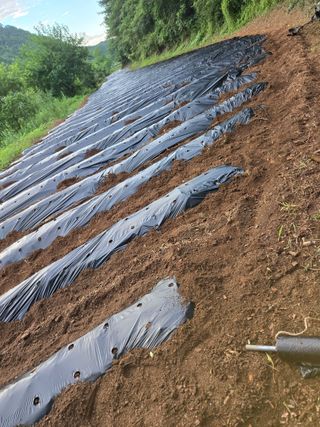 서동일님의 배추 · 영농일지 작성글 사진