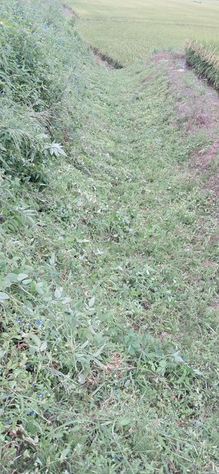 이복길님의 벼 · 영농일지 작성글 사진