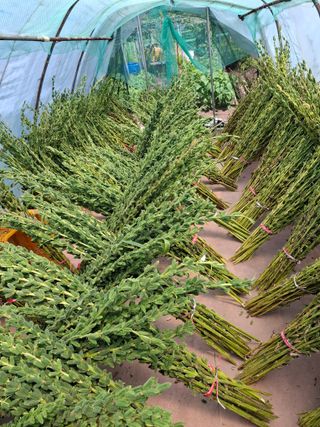 김한일(유랑자)님의 기타작물 · 영농일지 작성글 사진