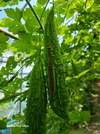 공주유구 구계박만호님의 기타작물 · 영농일지 작성글 사진