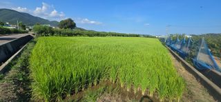 박성준님의 벼 · 영농일지 작성글 사진
