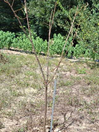 형남영님의 기타작물 · 영농일지 작성글 사진