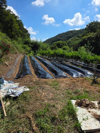 라온베리님의 배추 · 영농일지 작성글 사진