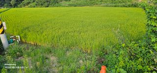 초보농부님의 벼 · 영농일지 작성글 사진