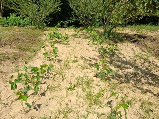 형남영님의 기타작물 · 영농일지 작성글 사진