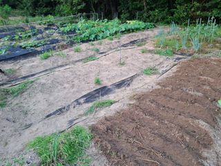 형남영님의 기타작물 · 영농일지 작성글 사진