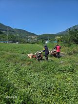 팜모닝 감자·영농일지 게시글 이미지