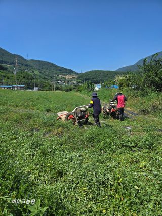 팜모닝회원 바이크농원님의 감자 · 영농일지 작성글 사진