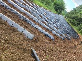 서동일님의 배추 · 영농일지 작성글 사진