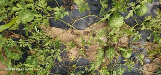 이장호님의 기타작물 · 영농일지 작성글 사진