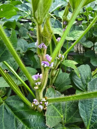 조용오님의 콩 · 영농일지 작성글 사진