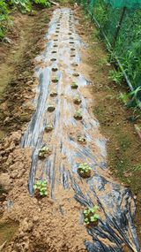 팜모닝 기타작물·영농일지 게시글 이미지