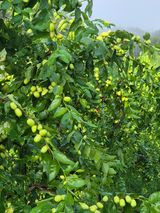 팜모닝 기타작물·영농일지 게시글 이미지