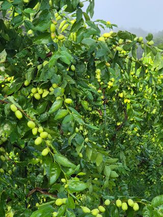 강기명님의 기타작물 · 영농일지 작성글 사진