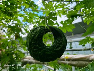 공주유구 구계박만호님의 기타작물 · 영농일지 작성글 사진