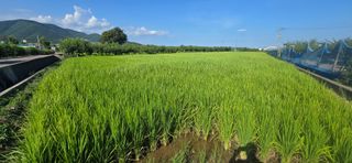 박성준님의 벼 · 영농일지 작성글 사진