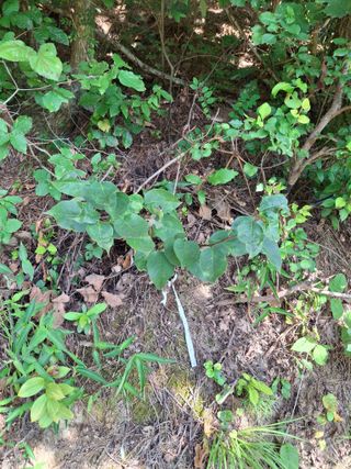 형남영님의 기타작물 · 영농일지 작성글 사진