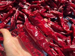 호동댁님의 고추 · 영농일지 작성글 사진