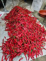 팜모닝 고추·영농일지 게시글 이미지