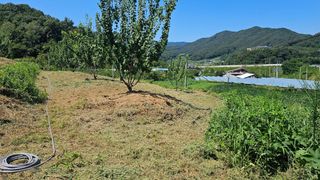 장정규님의 복숭아 · 영농일지 작성글 사진