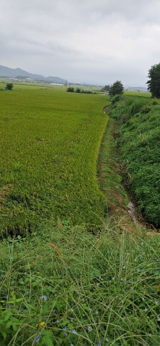 이복길님의 벼 · 영농일지 작성글 사진