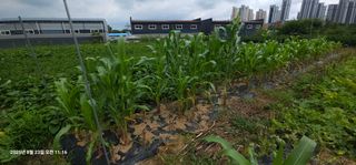 이장호님의 기타작물 · 영농일지 작성글 사진