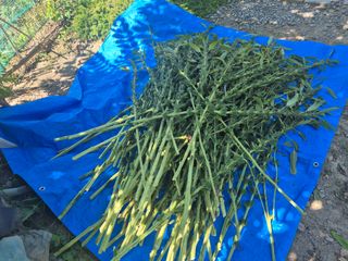 김종열님의 기타작물 · 영농일지 작성글 사진