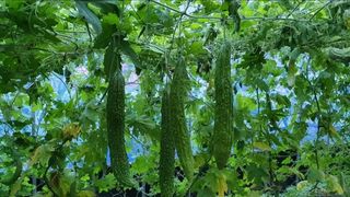 공주유구 구계박만호님의 기타작물 · 영농일지 작성글 사진