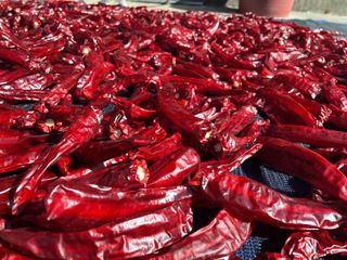 호동댁님의 고추 · 영농일지 작성글 사진