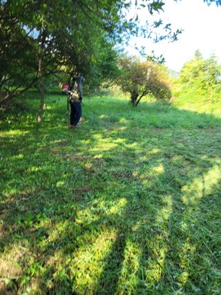 반봉현님의 매실 · 영농일지 작성글 사진