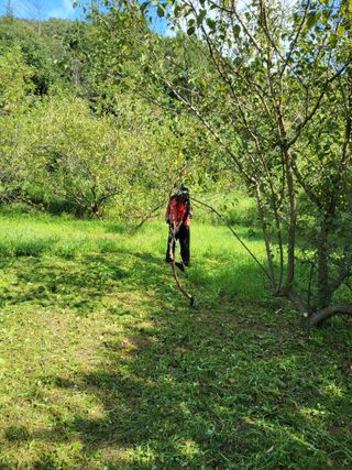 반봉현님의 매실 · 영농일지 작성글 사진