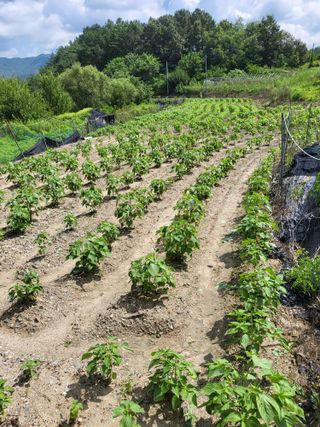 사과18677님의 들깨 · 영농일지 작성글 사진