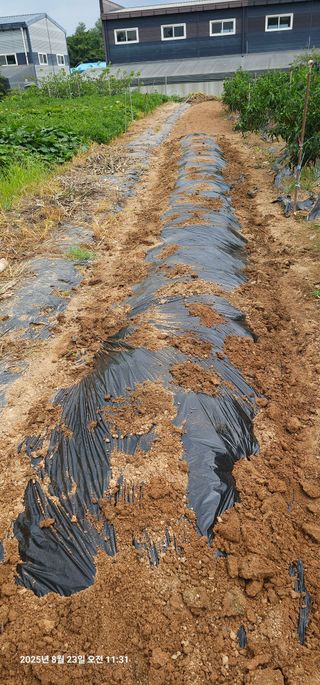 이장호님의 기타작물 · 영농일지 작성글 사진