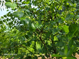 공주유구 구계박만호님의 기타작물 · 영농일지 작성글 사진