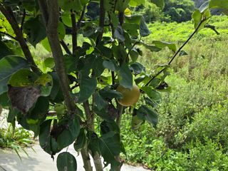 강호지인님의 기타작물 · 영농일지 작성글 사진