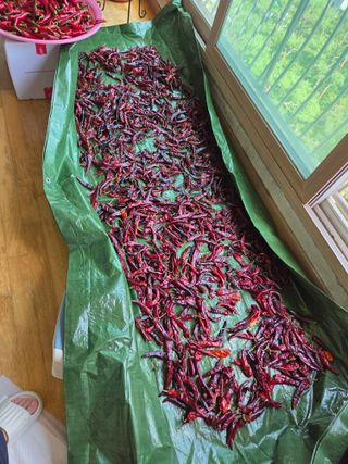 황다현님의 고추 · 영농일지 작성글 사진